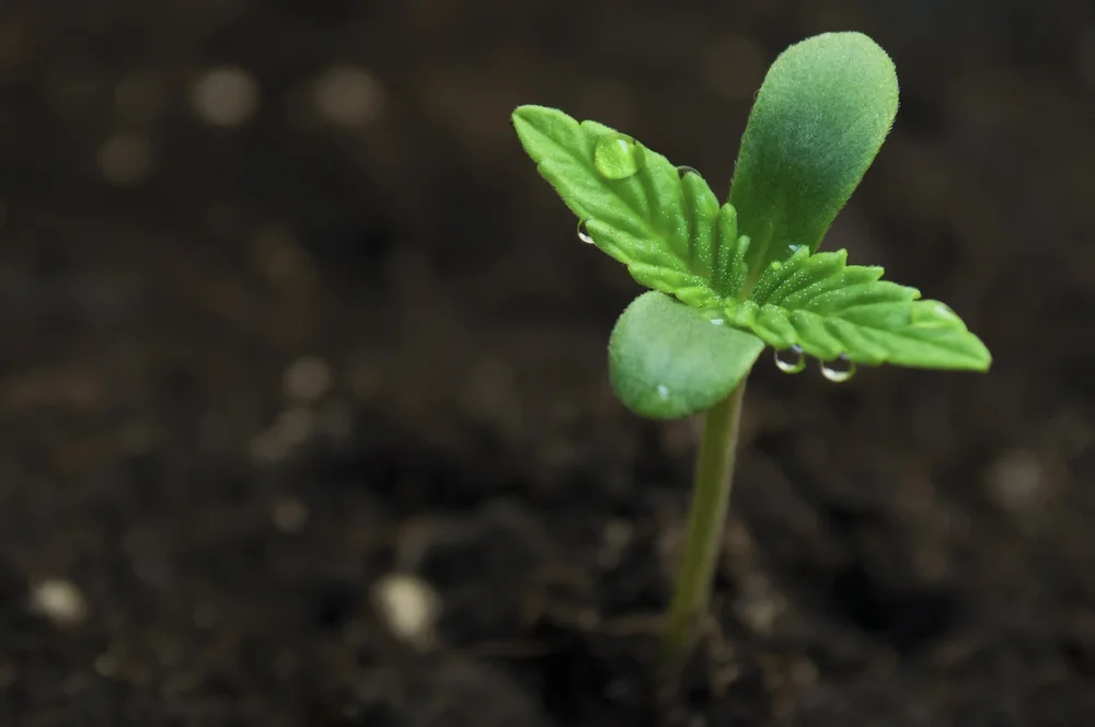 seedling4.jpg