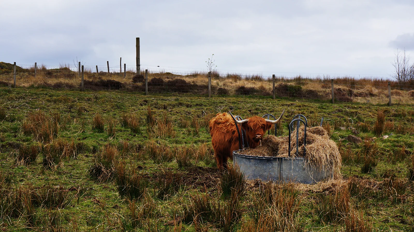 Ape_Bleakney_Scotland_DSC00380x.jpg
