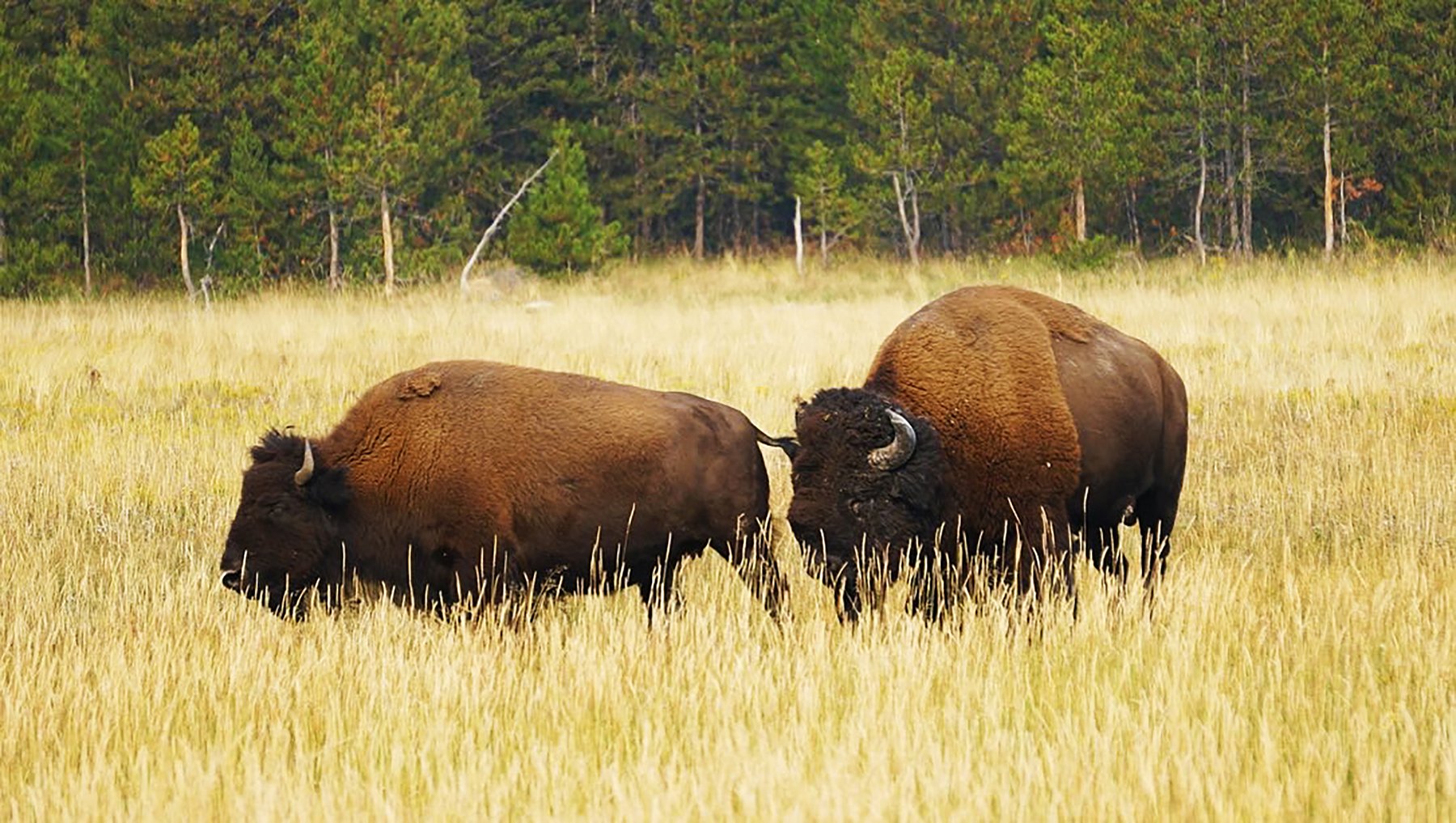   Yellowstone National Park / 2021  