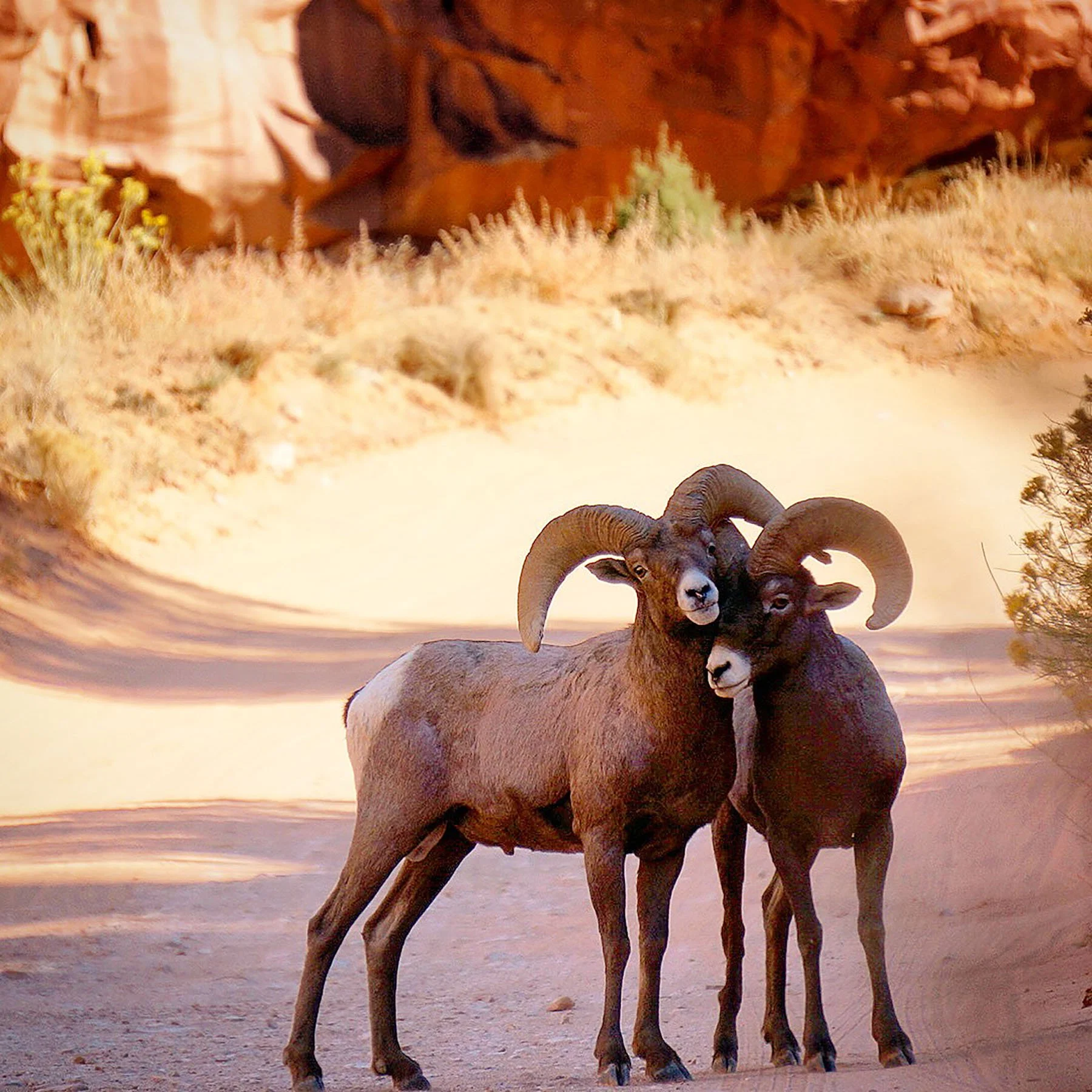   Capitol Reef National Park / 2019  