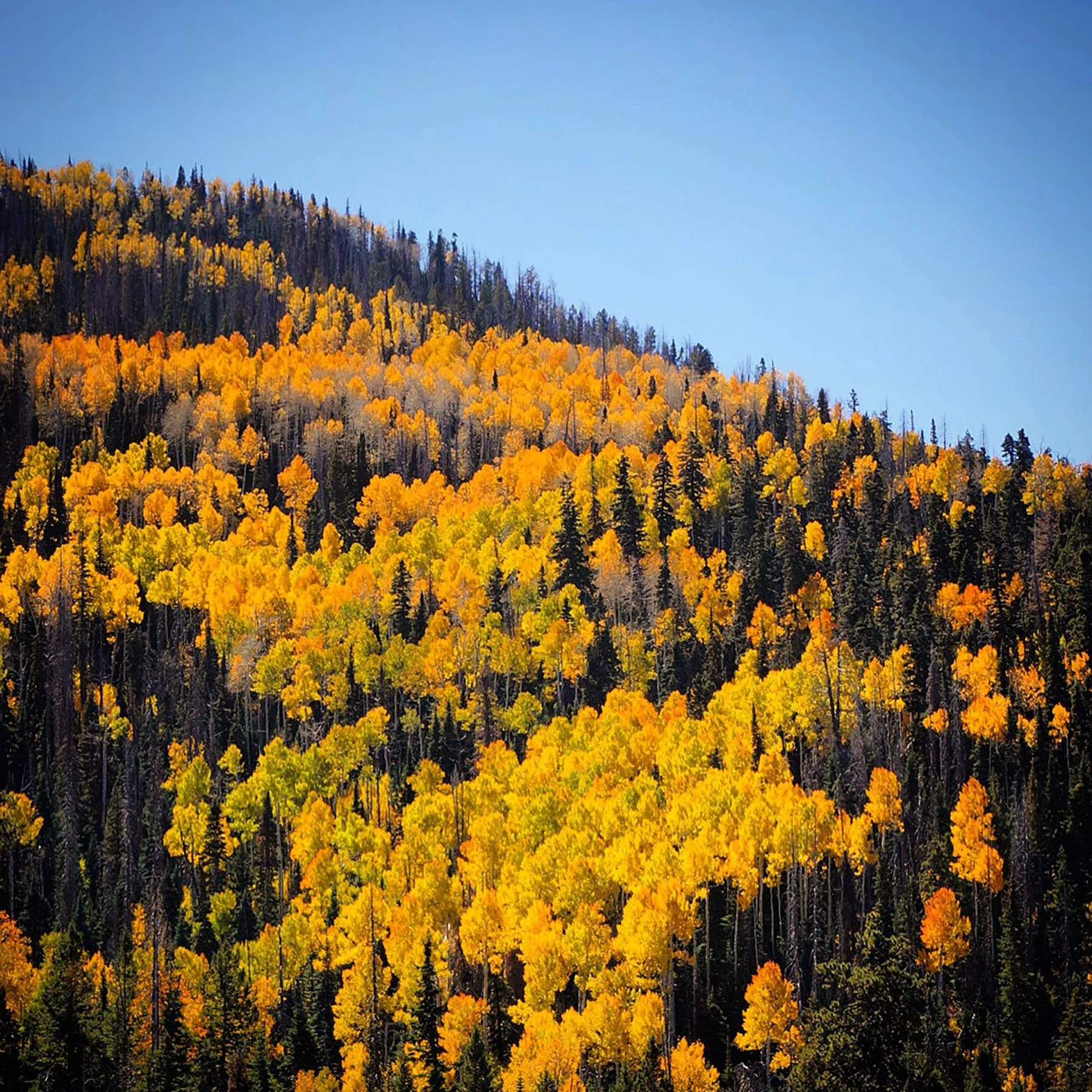   Dixie National Forest / 2019  