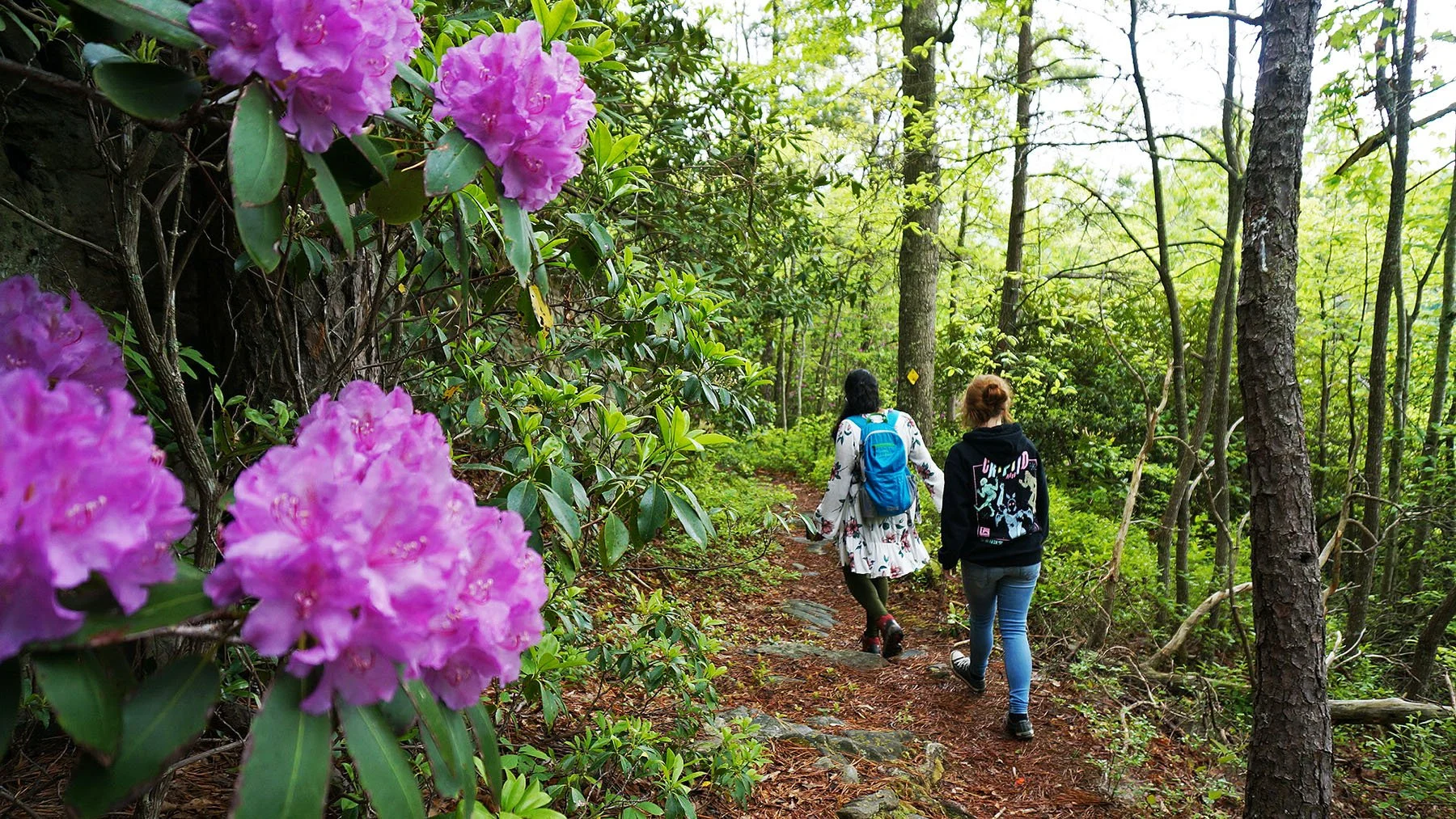   West Virginia / 2019  