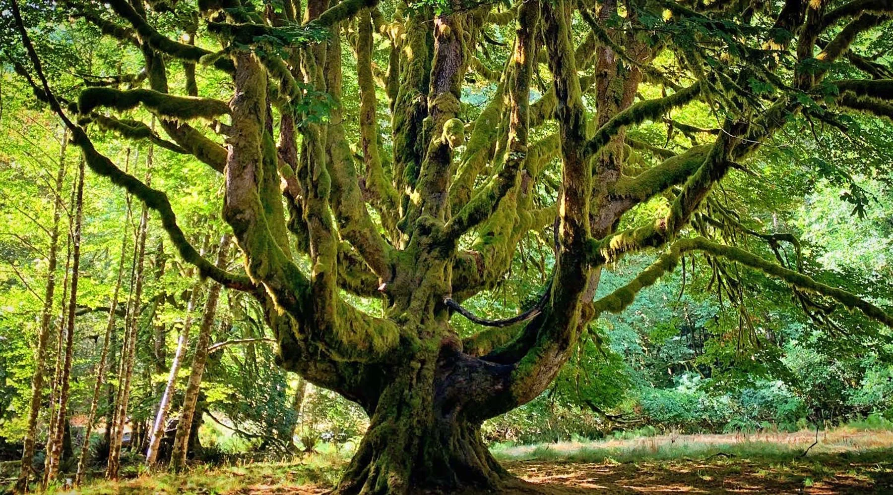   Olympic National Park / 2021  