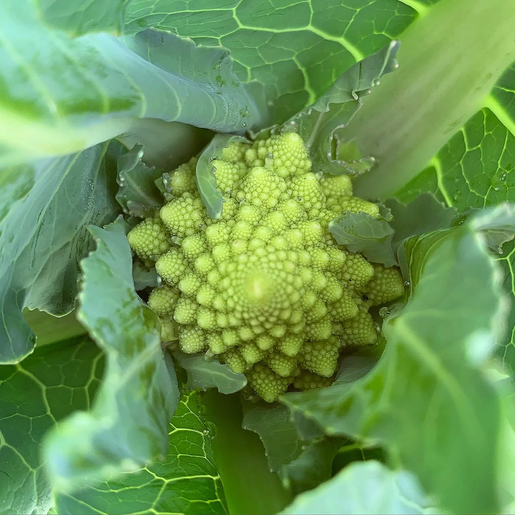 Ape_Bleakney_Nature_Macro_Garden_LTCH1437x.JPG
