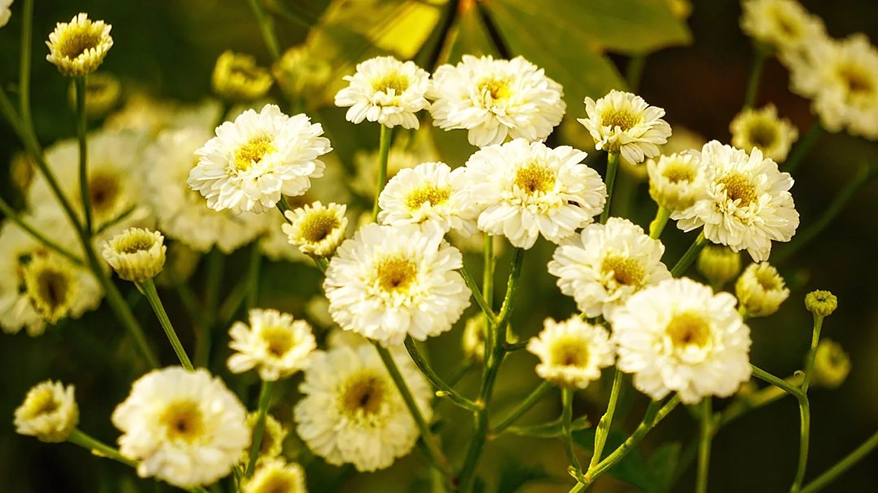 Ape_Bleakney_Nature_Macro_Garden_IRHT0192x.JPG