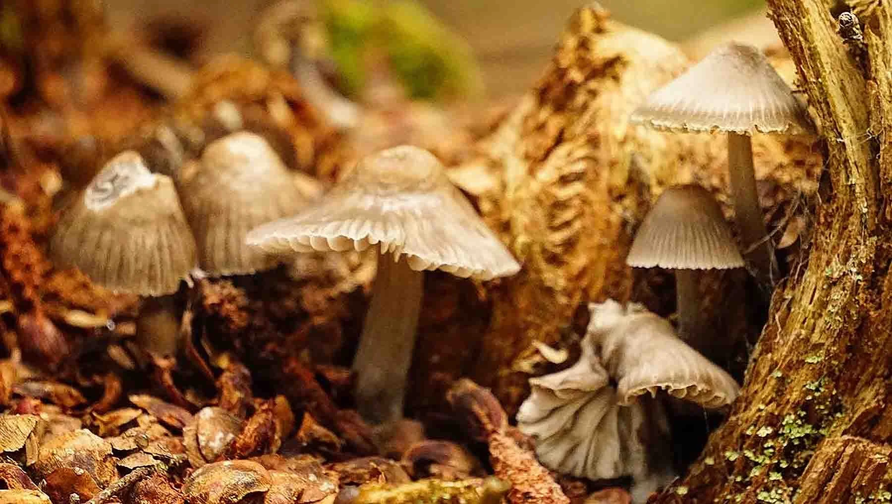 Ape_Bleakney_Nature_Macro_Maine_CWYB7100x.JPG