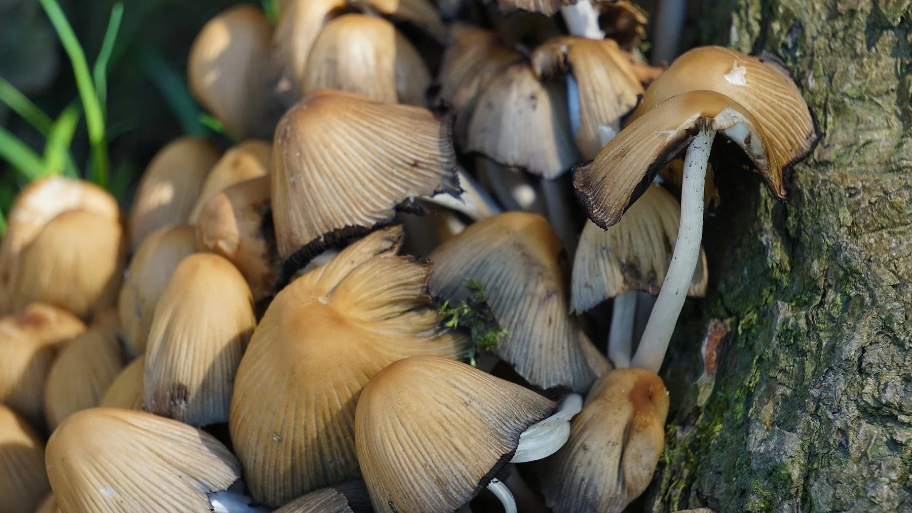 Ape_Bleakney_Nature_Macro_Lake_Erie_Bluffs_DSC05939x.JPG