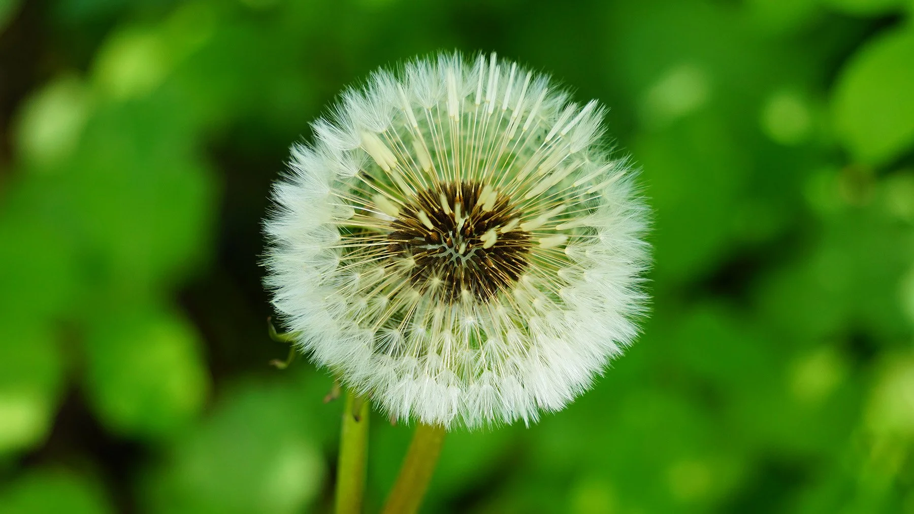 Ape_Bleakney_Nature_Macro_Mogadore_Reservoir_DSC05990x.JPG