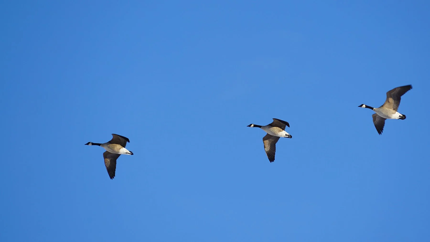 Ape_Bleakney_Lake_Erie_DSC04993 2x.JPG