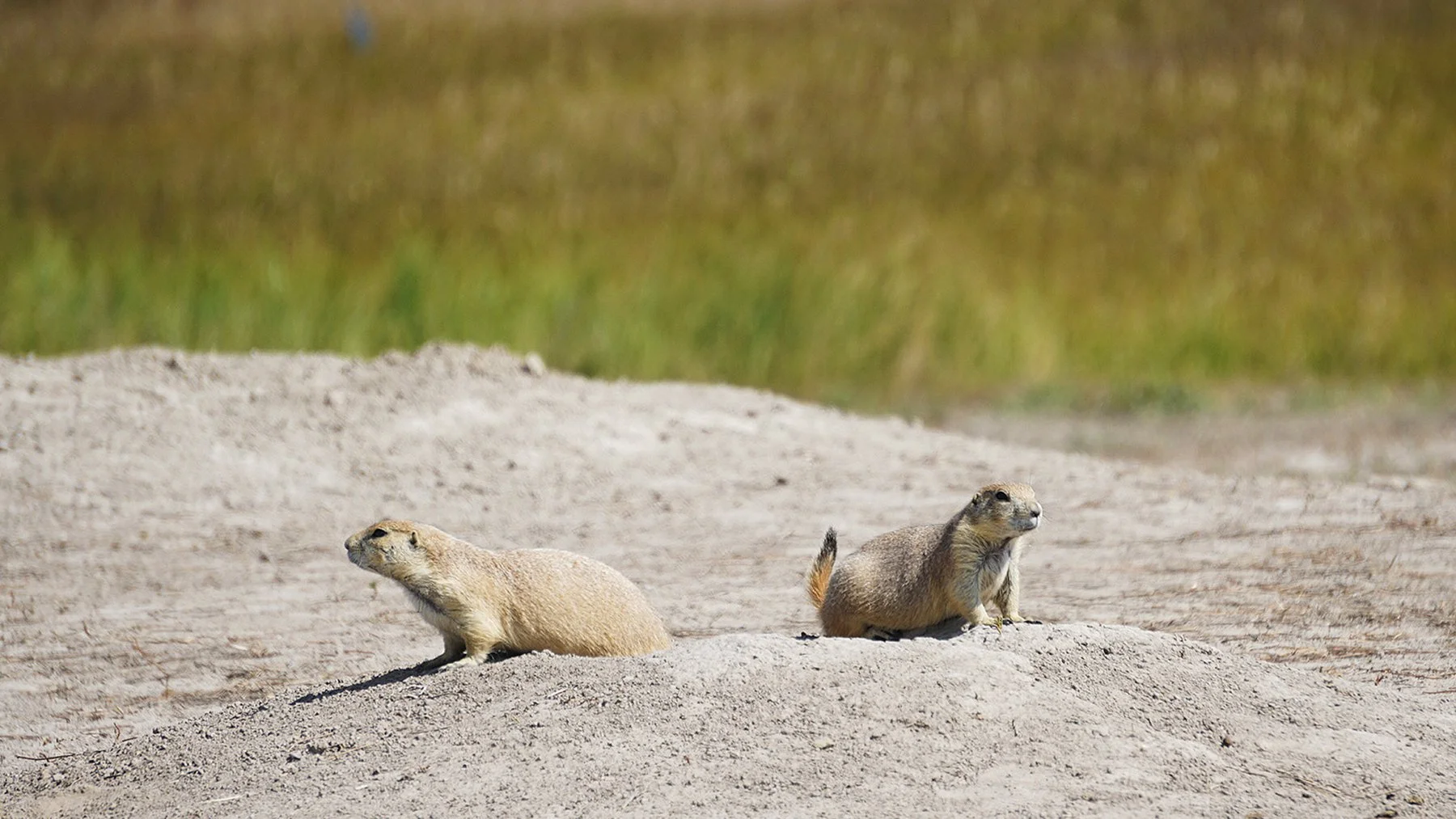   Badlands National Park / 2021  