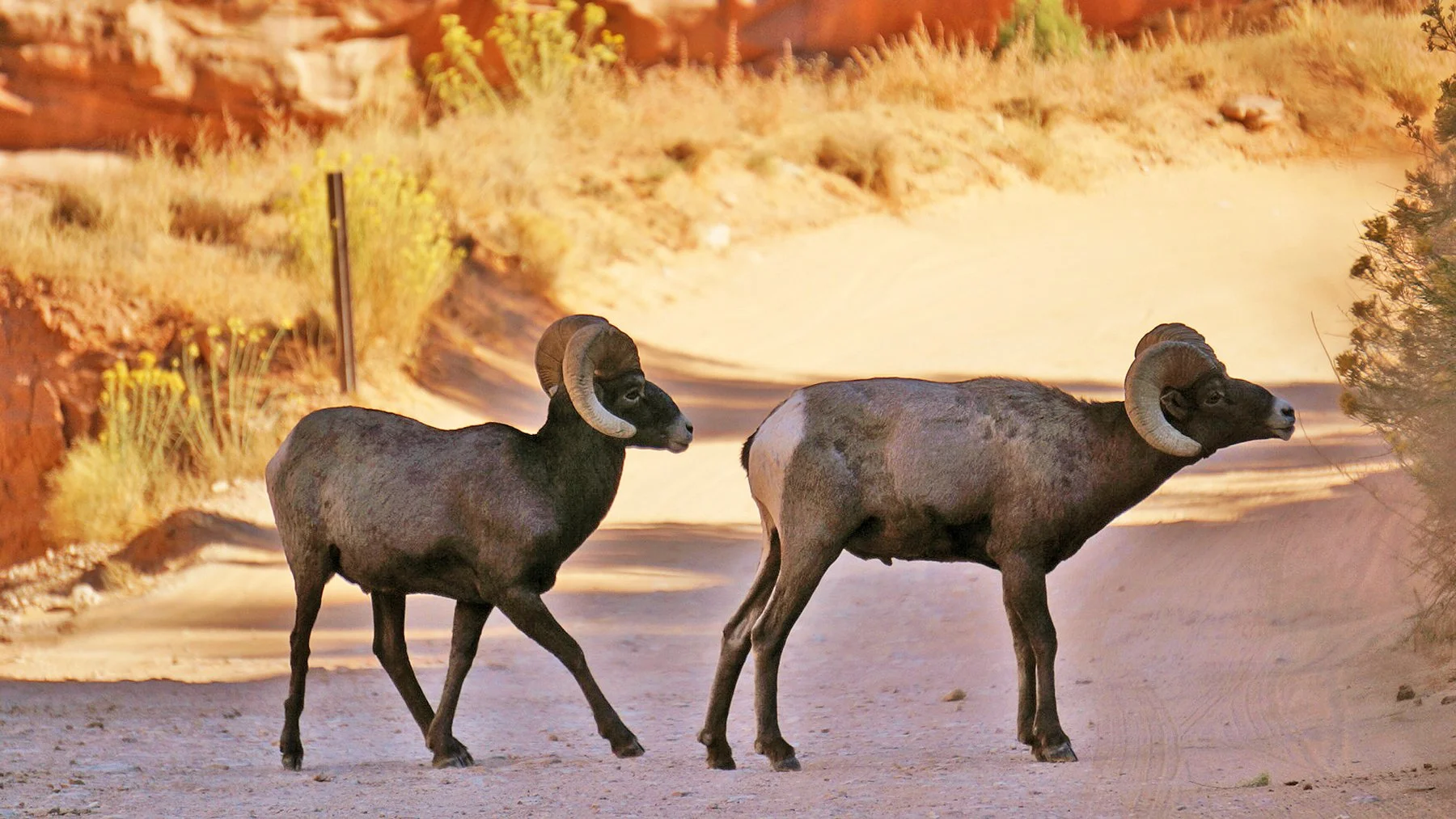   Capitol Reef National Park / 2019  
