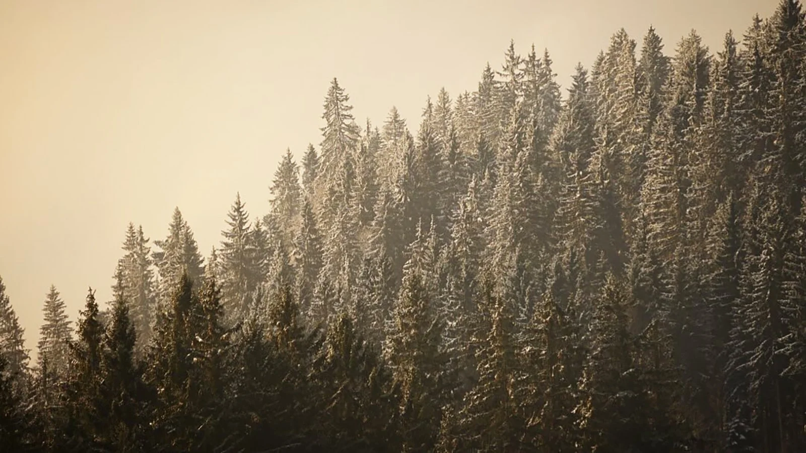 Ape_Bleakney_Germany_Black Forest_BBXI6610x.JPG