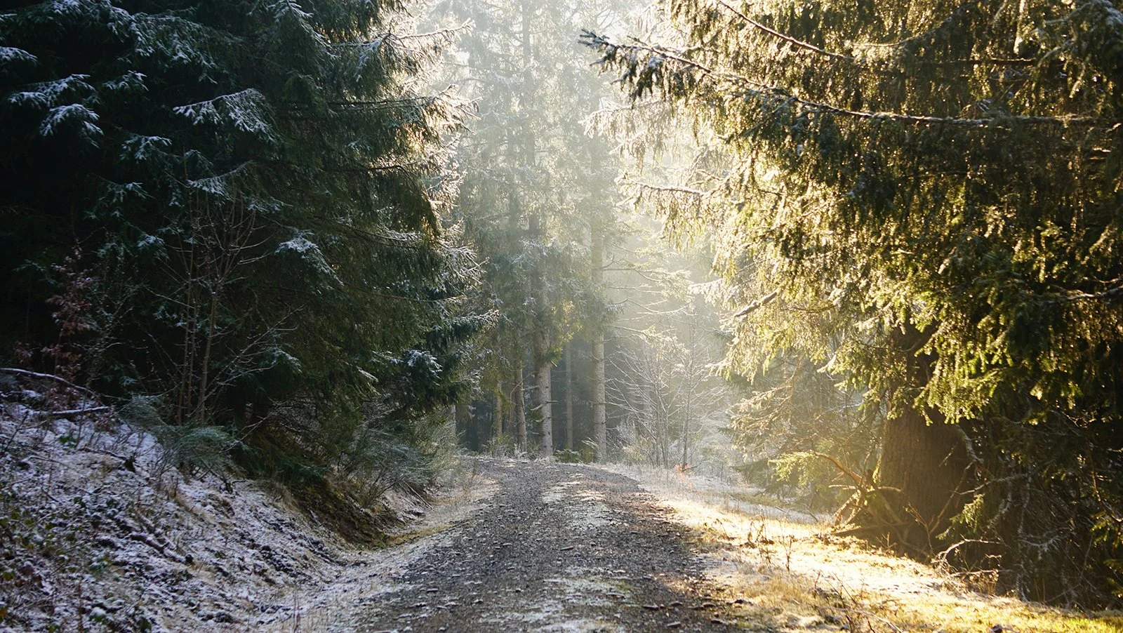 Ape_Bleakney_Germany_Black Forest_DSC03748x.JPG