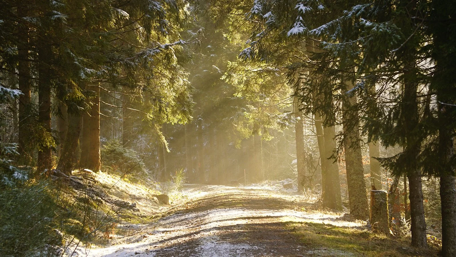 Ape_Bleakney_Germany_Black Forest_DSC03749x.JPG