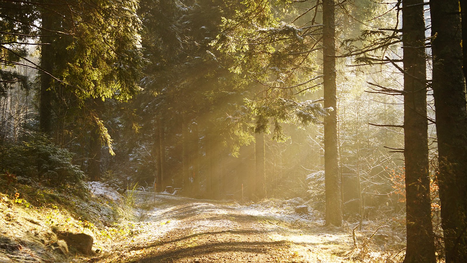 Ape_Bleakney_Germany_Black Forest_DSC03750x.JPG