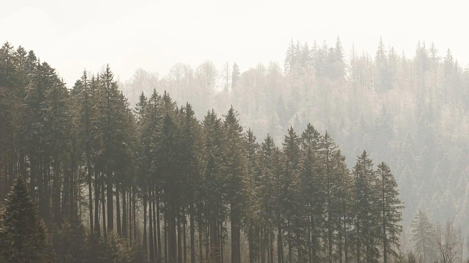 Ape_Bleakney_Germany_Black Forest_DSC03838x.JPG