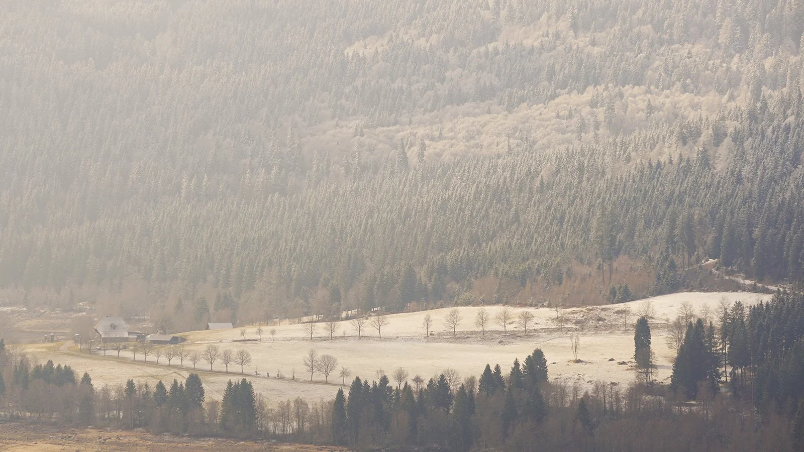 Ape_Bleakney_Germany_Black Forest_DSC03800x.JPG