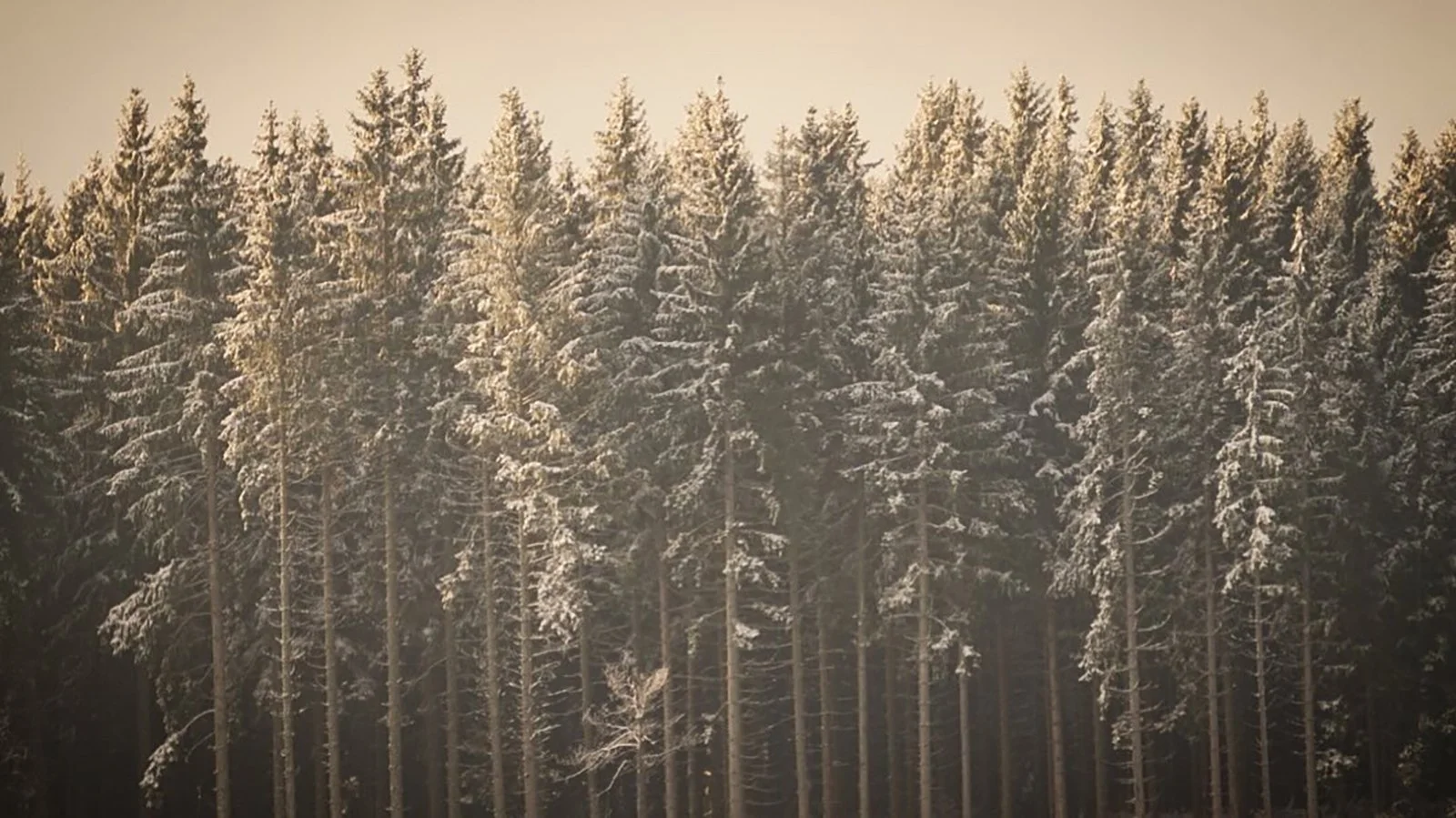 Ape_Bleakney_Germany_Black Forest_EFEP6154x.JPG