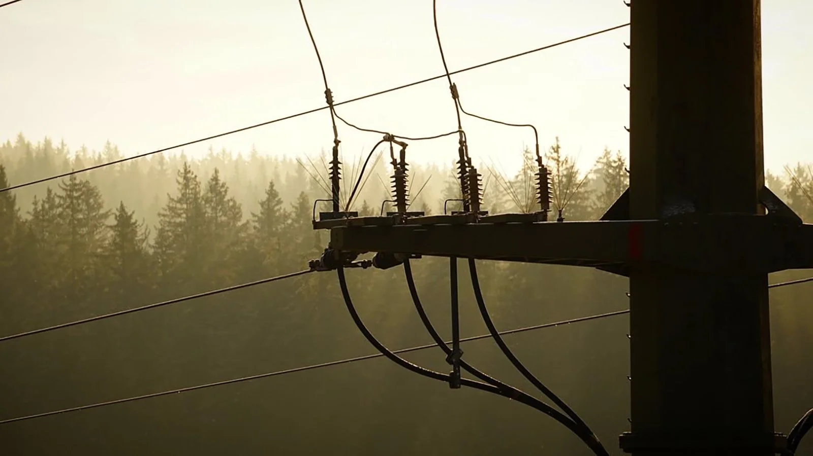 Ape_Bleakney_Germany_Black Forest_TXPN6691x.JPG