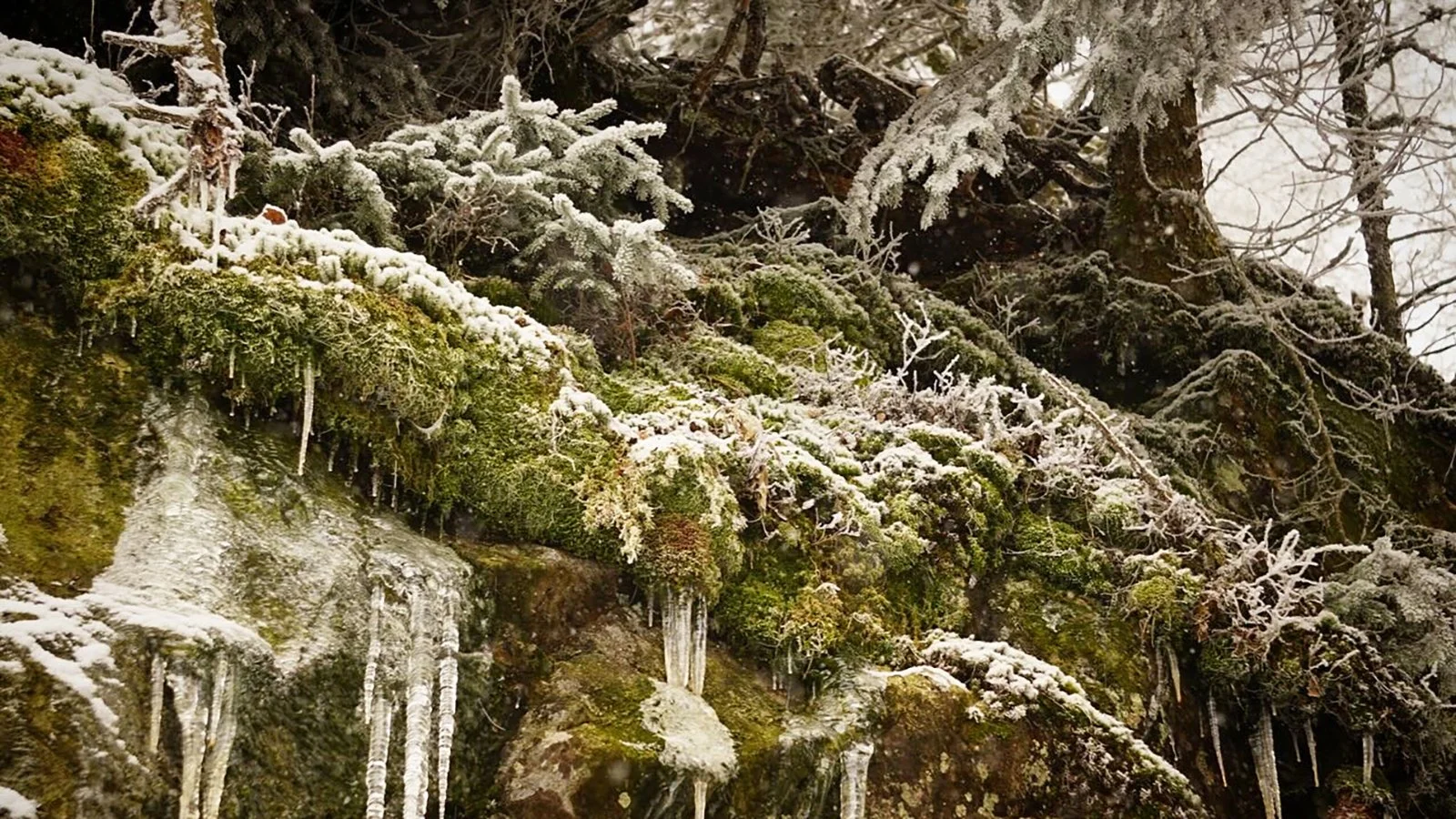 Ape_Bleakney_Germany_Black Forest_VXXD3704x.JPG