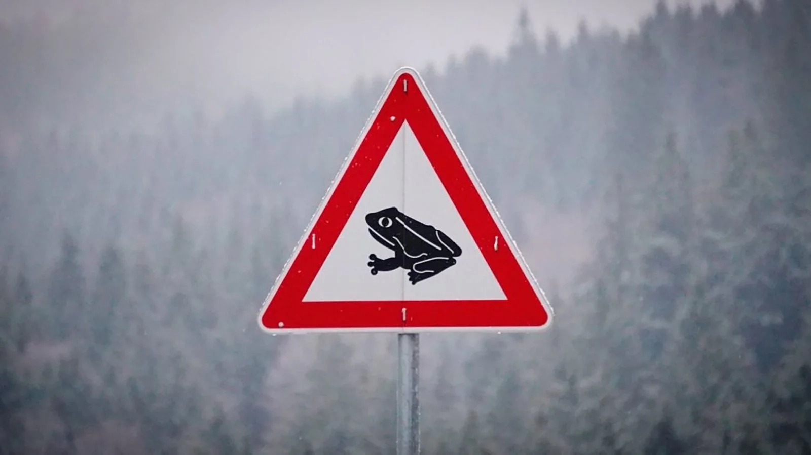 Ape_Bleakney_Germany_Black Forest_XTQS2598x.JPG