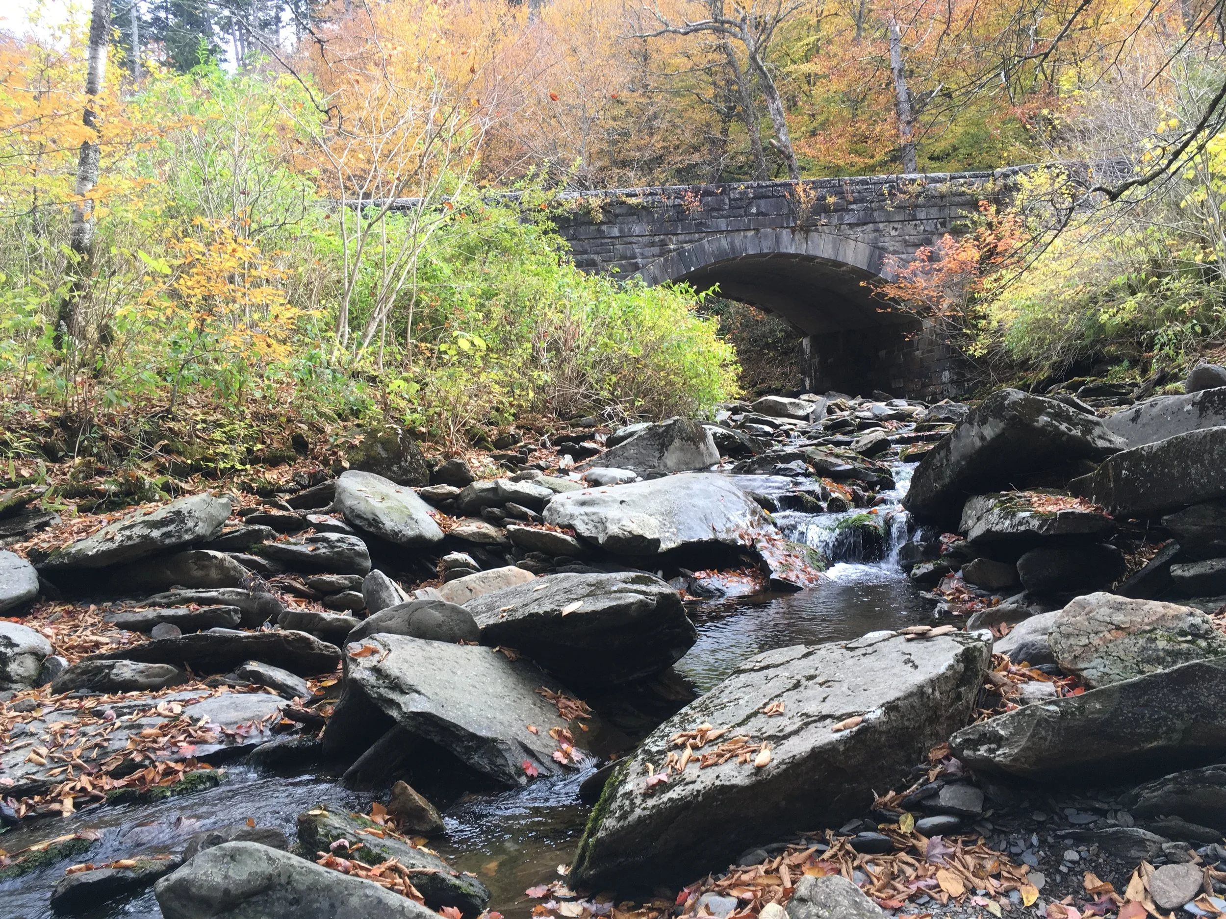 Who is Joyful/Joyous