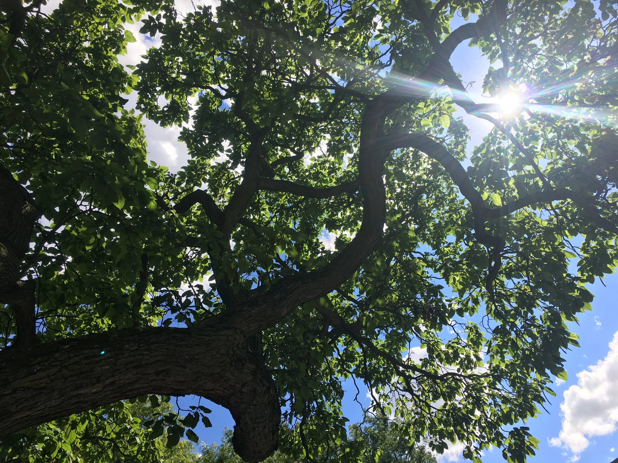 Strolling Out on a Limb