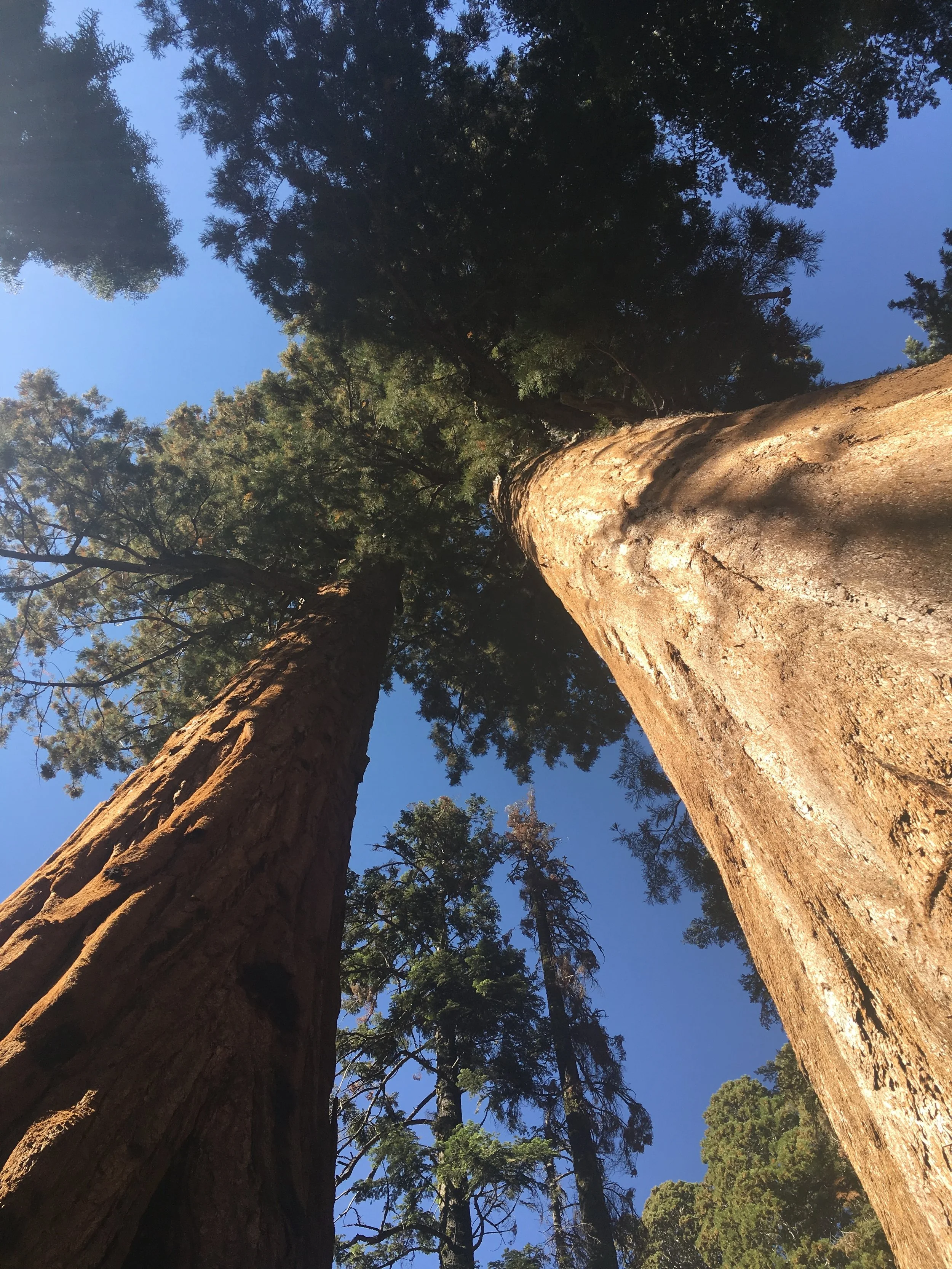 Look Up