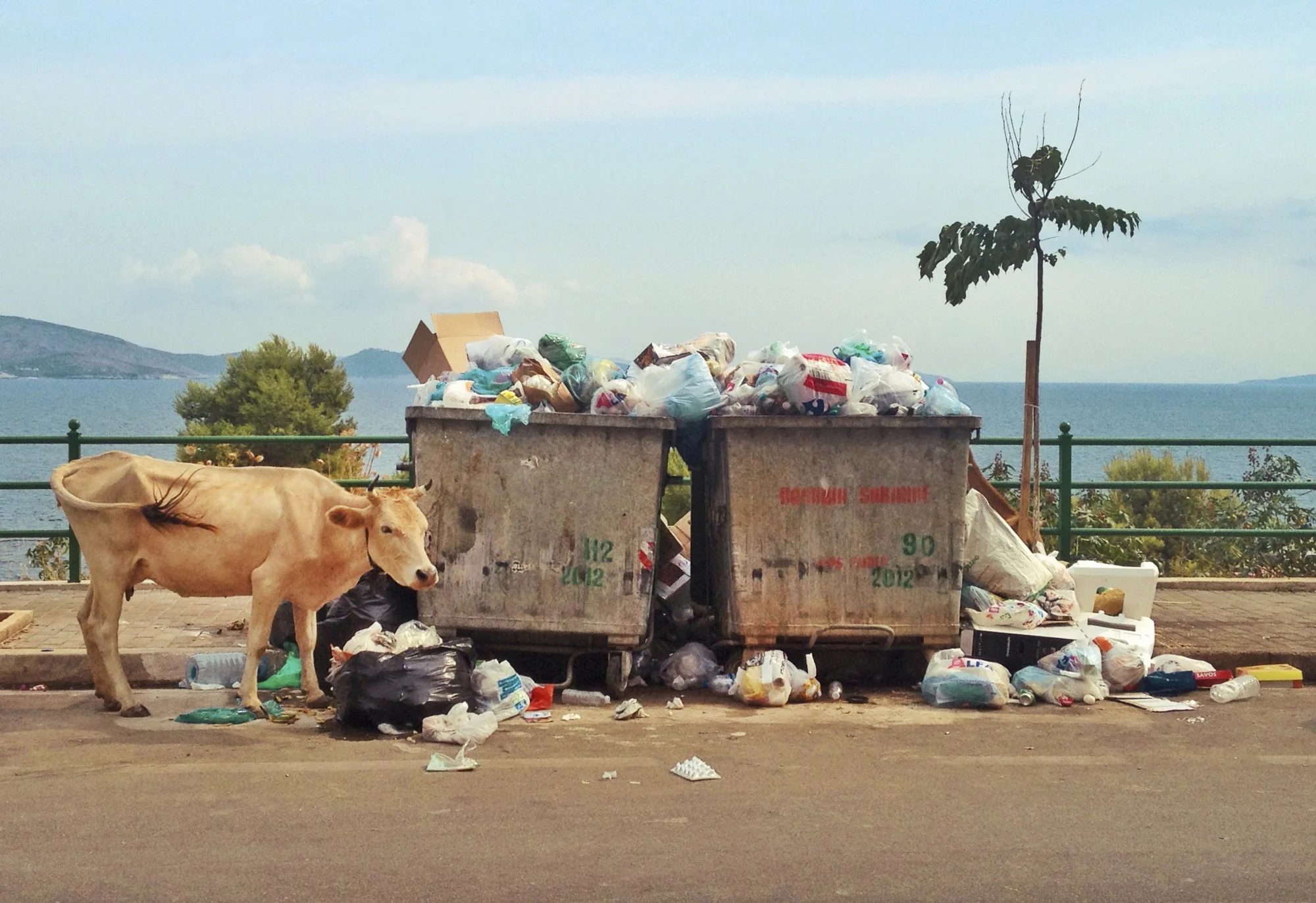 trash copy.jpg