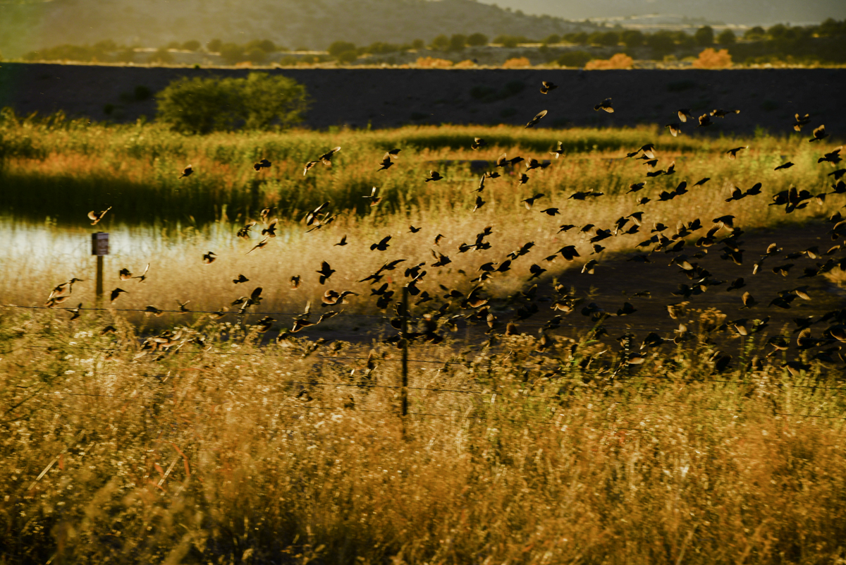 P_MARTIN_20121123-78.jpg