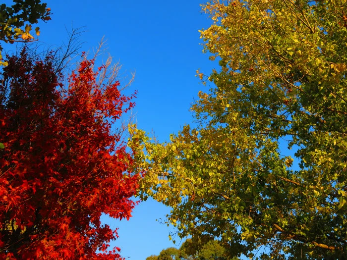 Autumn 2 websize.jpg