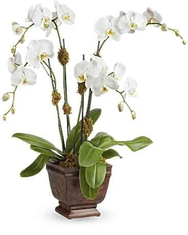 DBF's Blossoming Orchid Plant