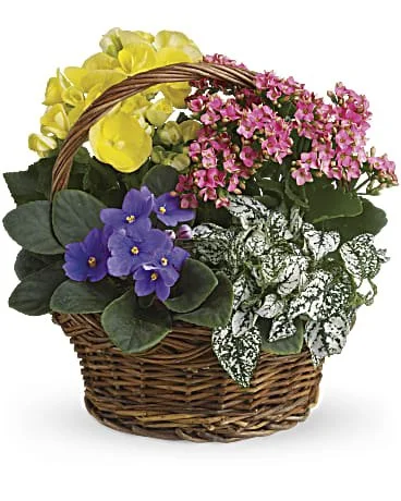 Spring Has Sprung Mixed Basket - SF02