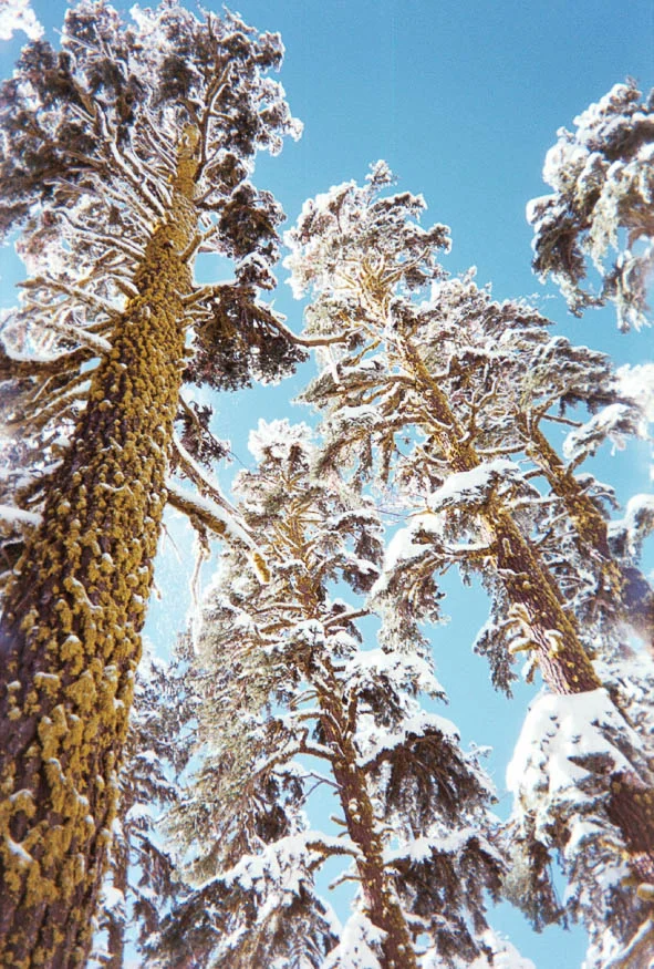 Shasta trees.jpg