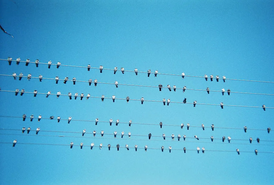 Birds on Wire.jpg