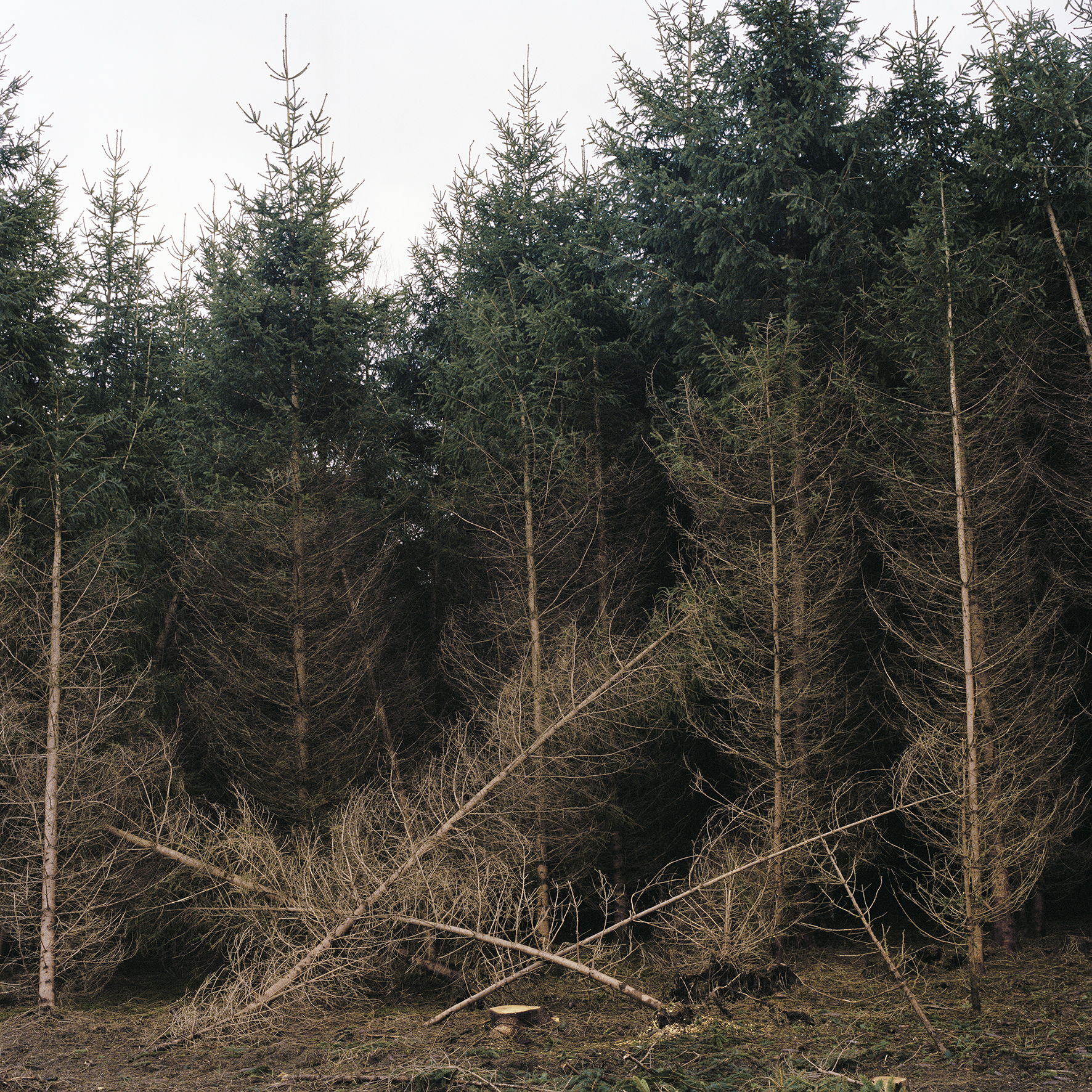 Maelle Collin_Fir Trees_WEB.jpg