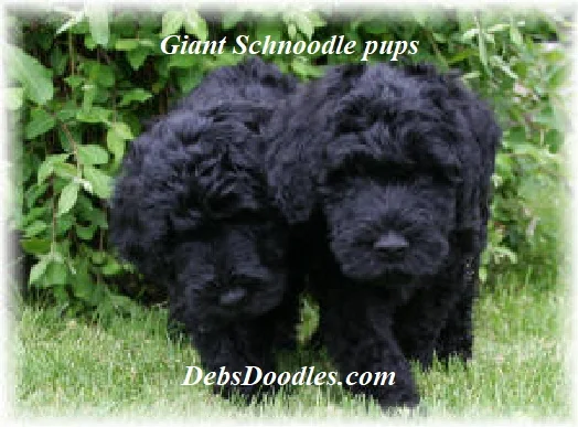 giant schnoodle breeders