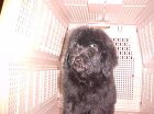 A giant schnoodle pup all ready to go