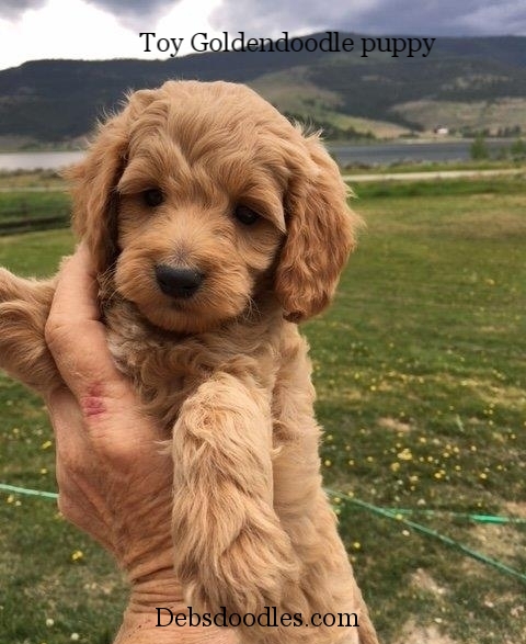 toy goldendoodle puppies