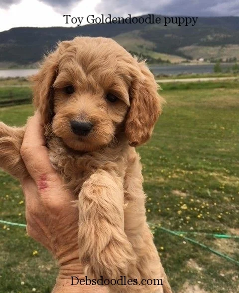 toy goldendoodle breeders