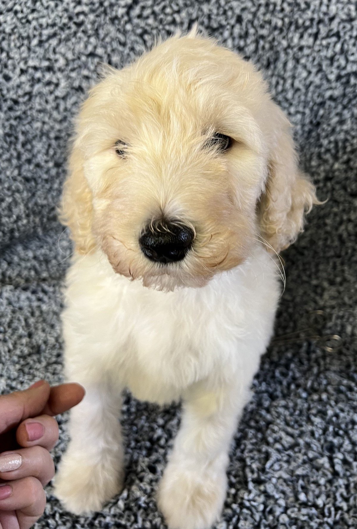 Male 882 Giant Schnoodle Puppy 