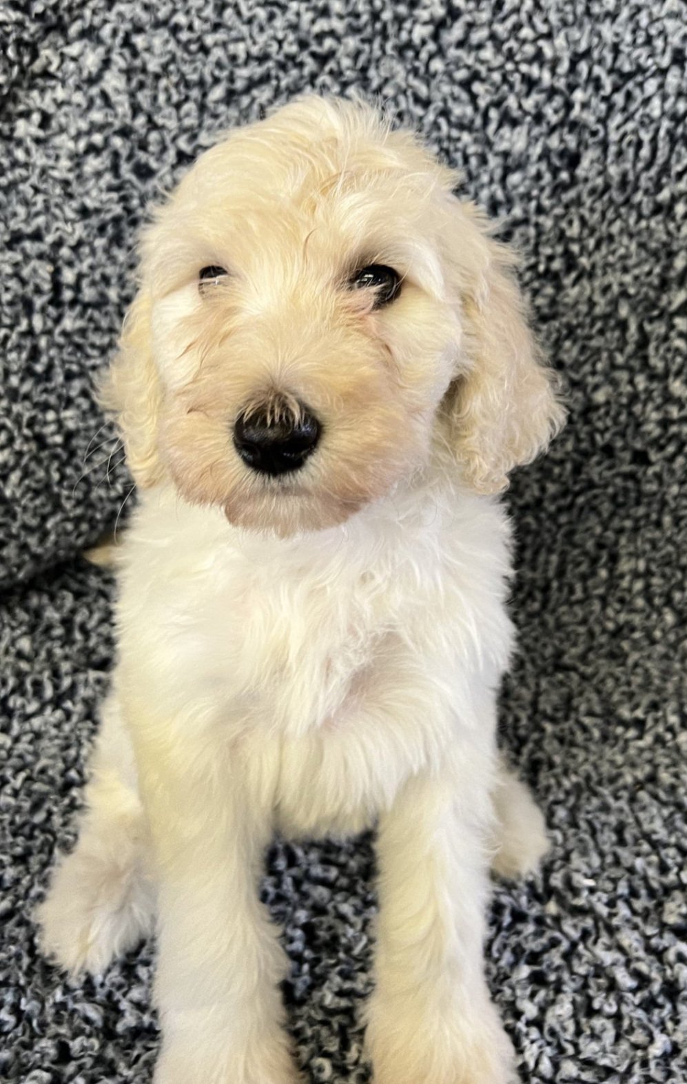 Male 887 giant Schnoodle puppy 