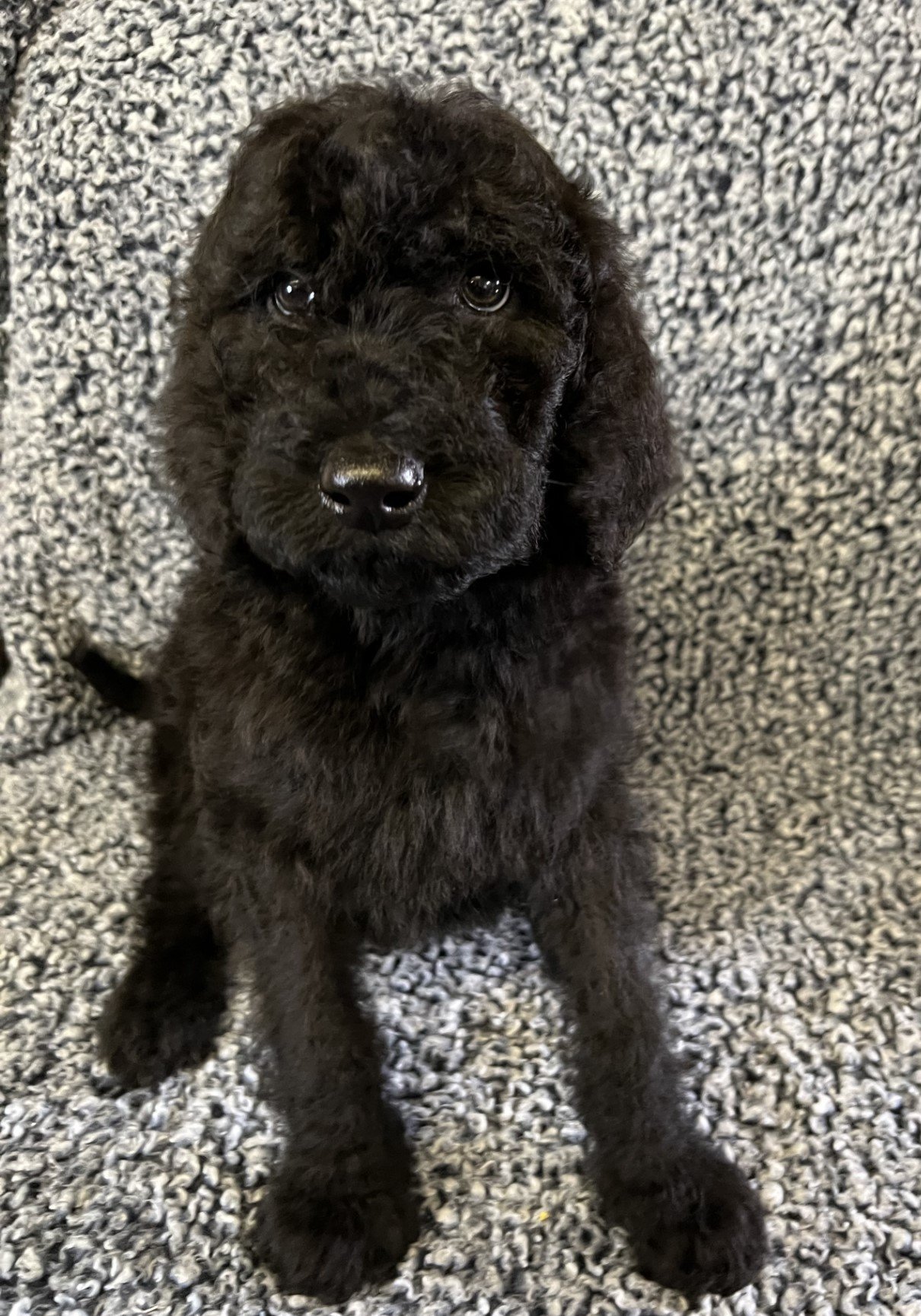 Male 890 Giant Schnoodle Puppy 