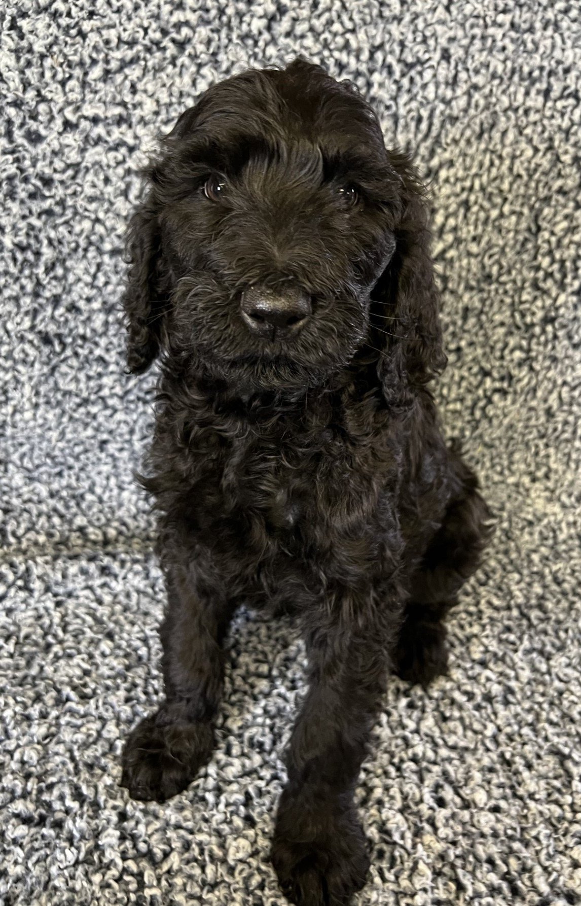 Male 891 Giant Schnoodle puppy 