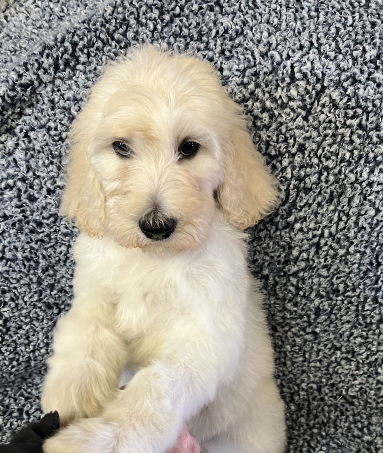 Female 883 Giant schnoodle puppy 