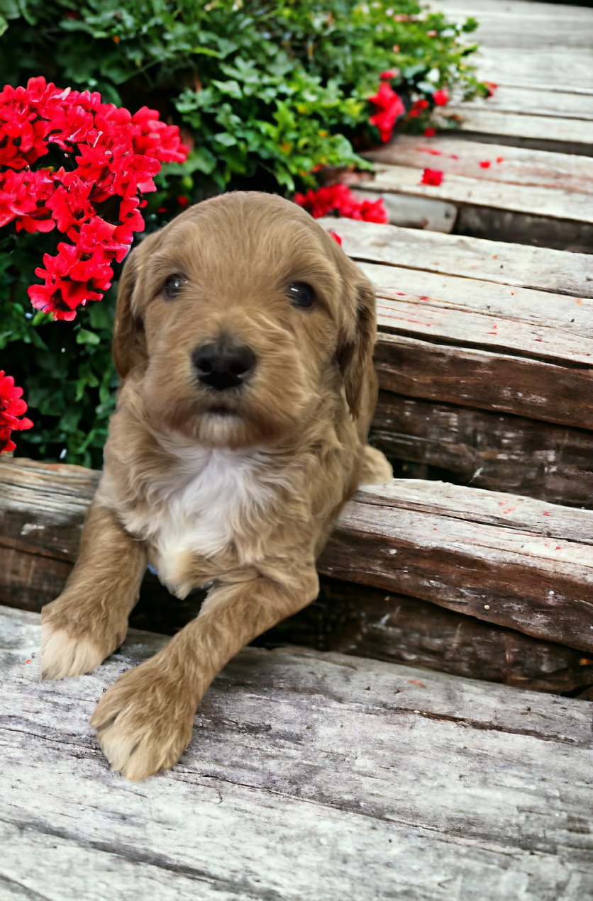 Female 437 toy goldendoodle puppy 