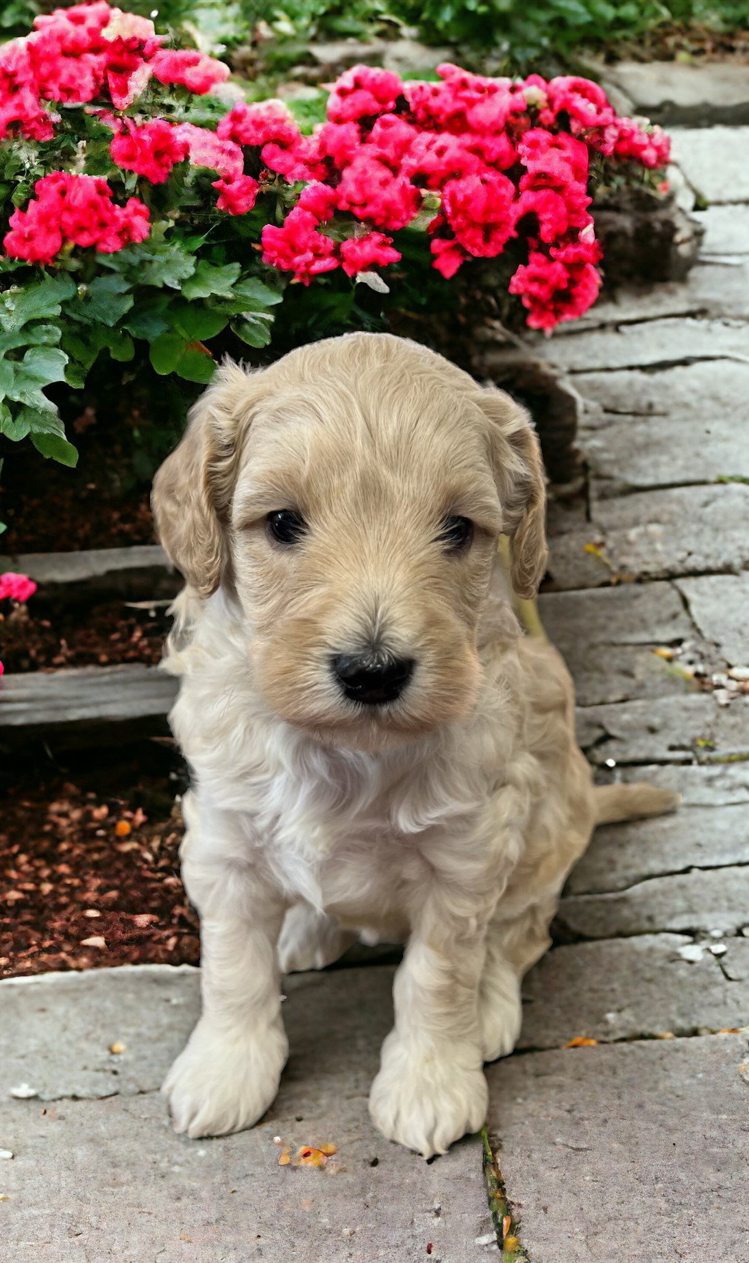 Female 426 toy goldendoodle puppy 
