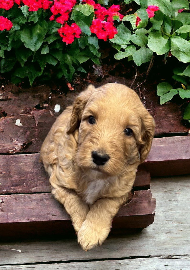 Male 755 toy goldendoodle puppy 