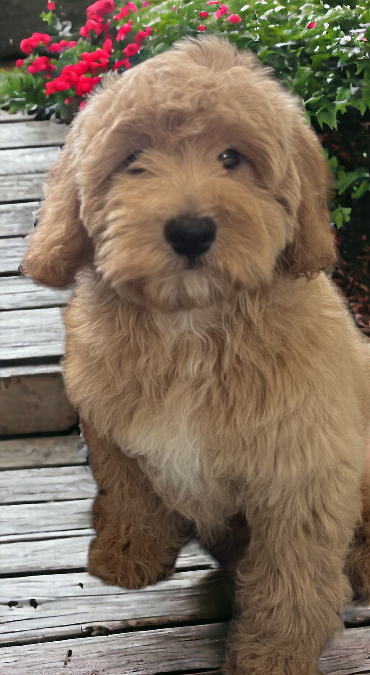 Female 763 toy goldendoodle puppy 