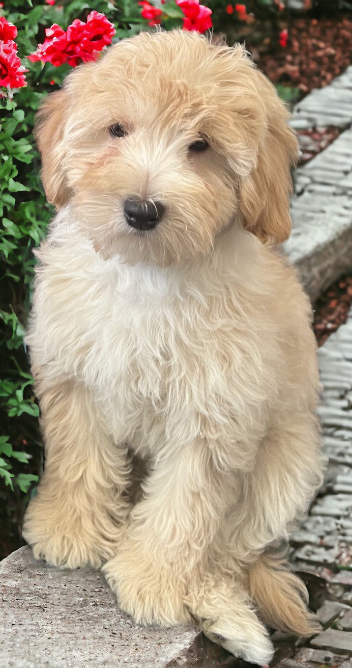 Female 447 Toy goldendoodle puppy 